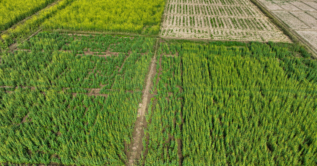 Investir dans l'agriculture au Paraguay : terres, rendements et opportunités