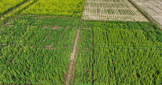 Investir dans l'agriculture au Paraguay : terres, rendements et opportunités