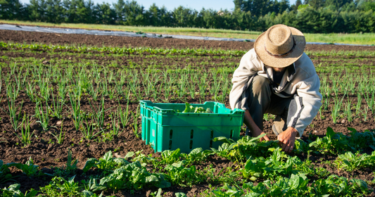 Lancer une ferme bio au Paraguay : certification, cultures et export vers l'Europe