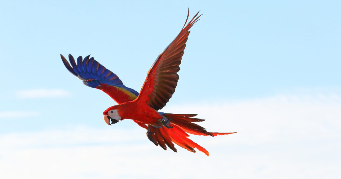 Expatrié avec animaux exotiques au Paraguay : réglementation, importation et vie quotidienne en 2026